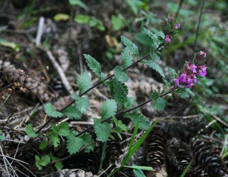 Слика од Teucrium chamaedrys L.