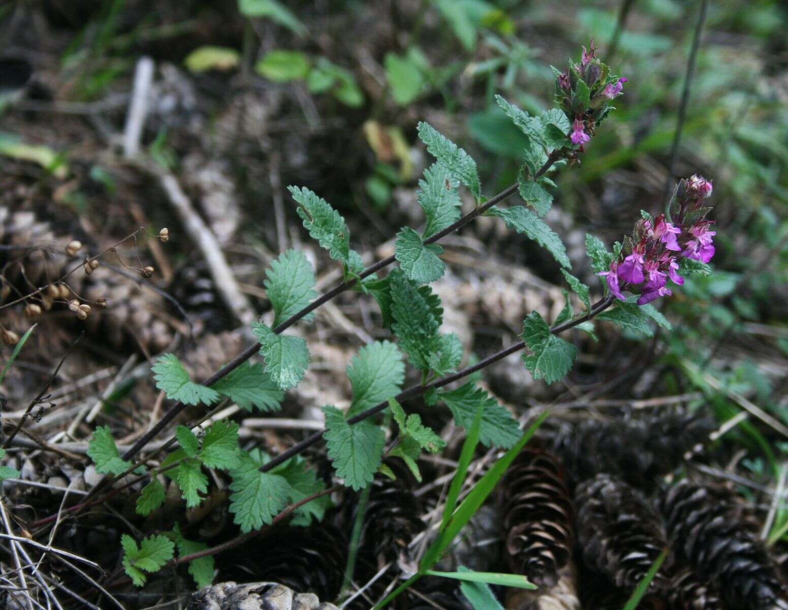 Image de Germandrée petit-chêne