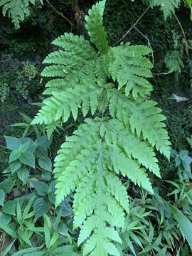 Image of Gaudichaud's halberd fern