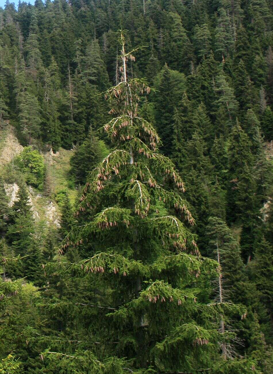 Image of Caucasian Spruce