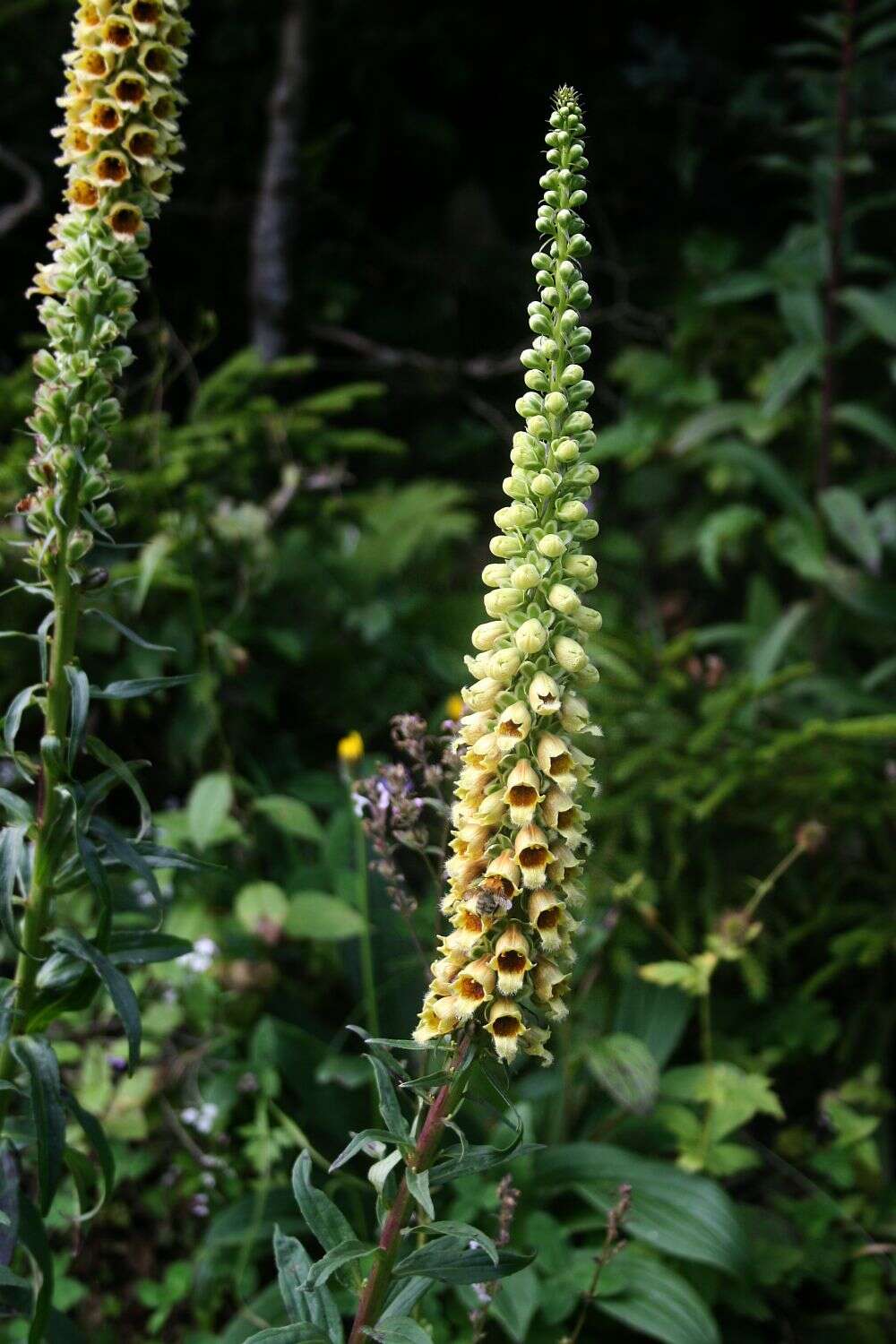 Слика од Digitalis ferruginea L.