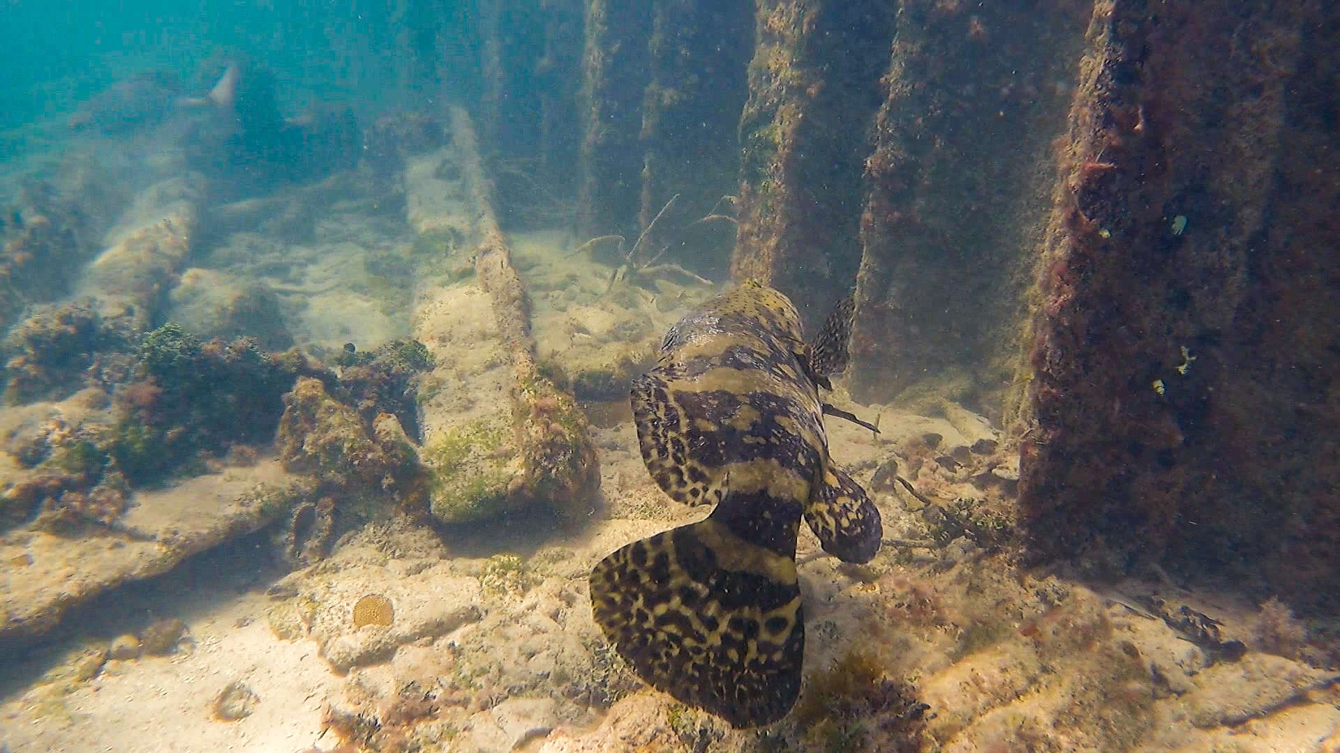 Image of Atlantic Goliath Grouper