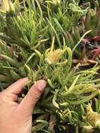 Image of narrow-leaved iceplant