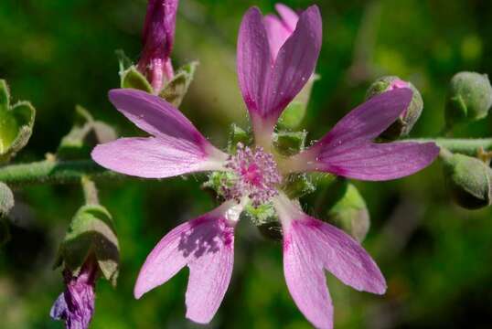 Image of Malva stenopetala (Coss. & Dur. ex Batt.) Soldano, Banfi & Galasso