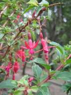 Image of Fuchsia