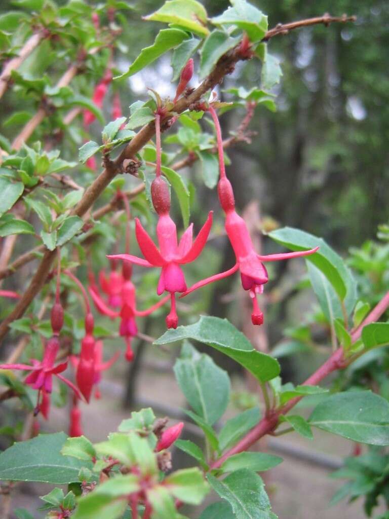 Image of Fuchsia