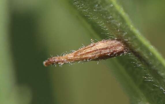 Image of Rhopalomyia clarkei Felt 1907