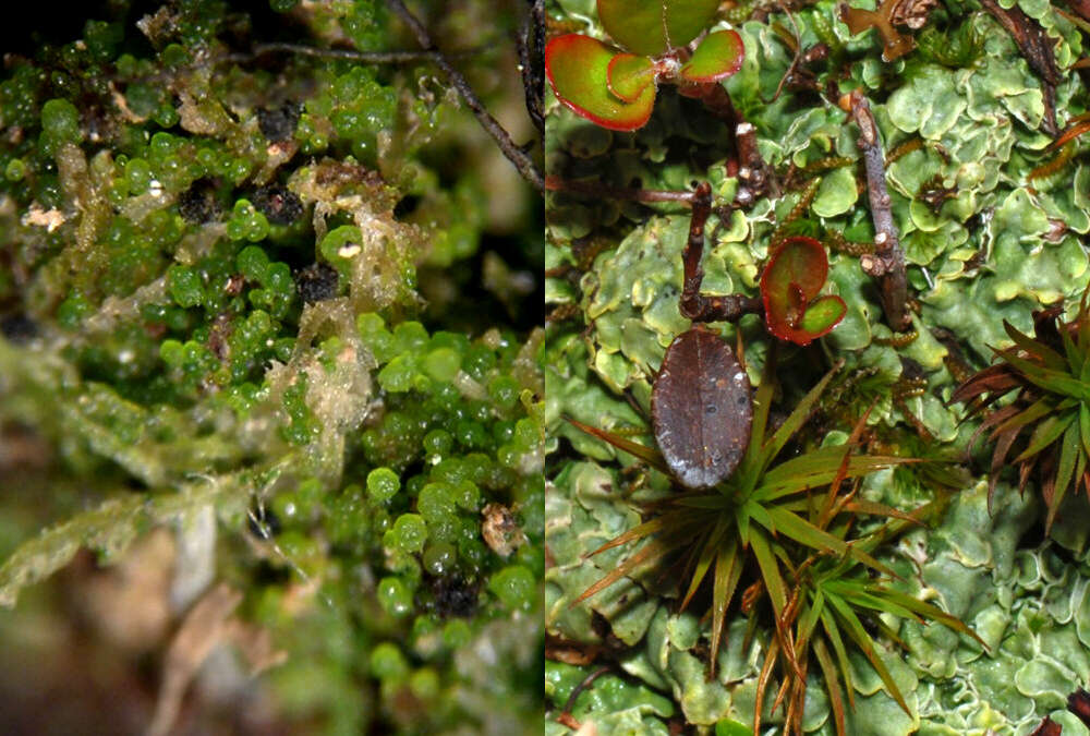 Image of Lichenomphalia hudsoniana (H. S. Jenn.) Redhead, Lutzoni, Moncalvo & Vilgalys 2002