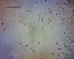 Слика од Pluteus microspermus E. Horak 2008