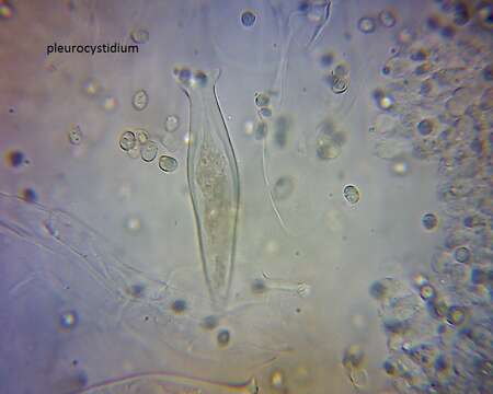 Image of Pluteus microspermus E. Horak 2008