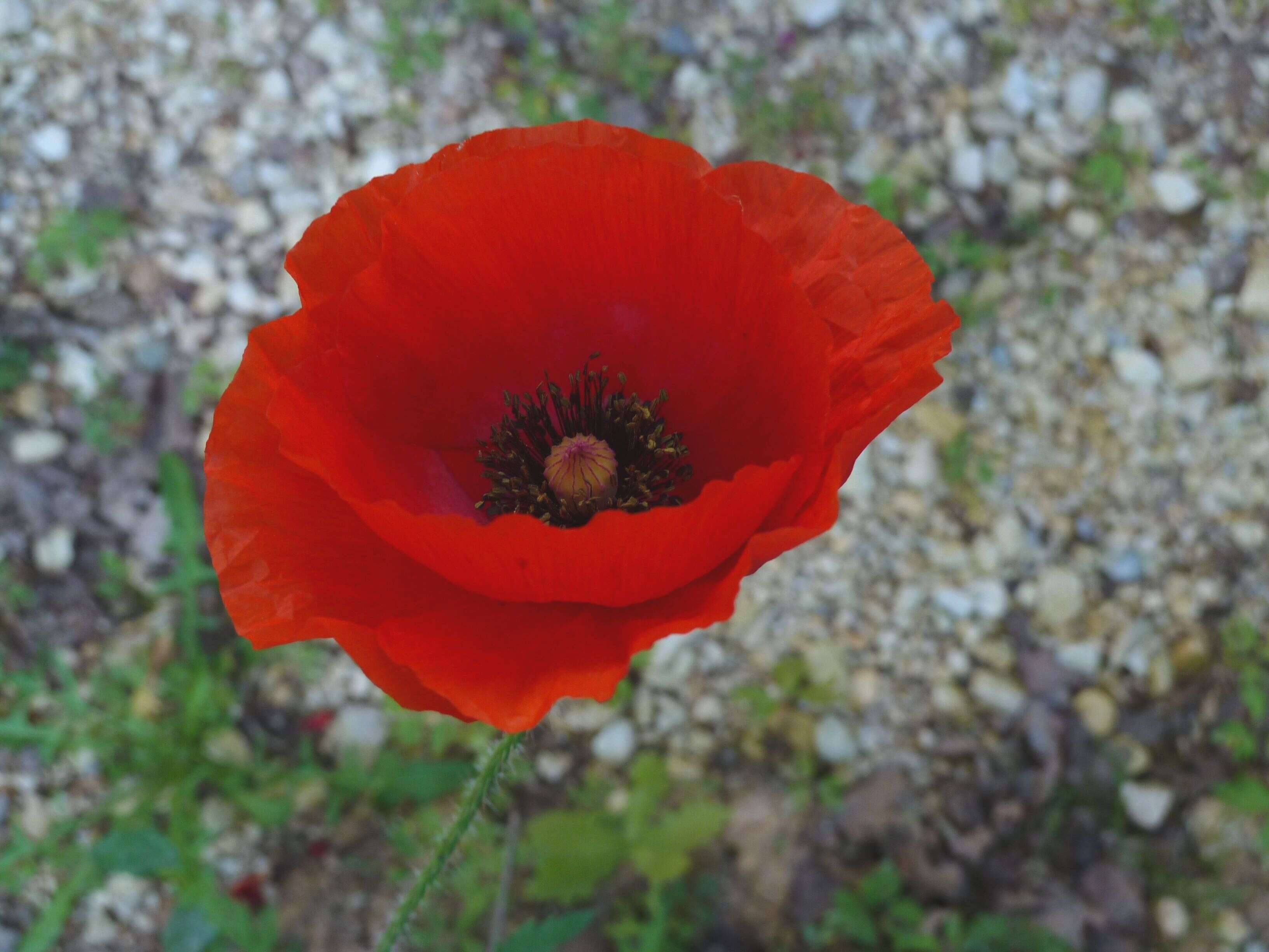 Image of Oriental poppy