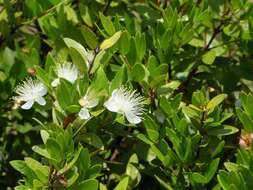 Image de Myrtus communis L.