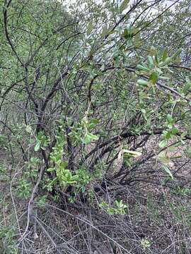 Image of Brachylaena ilicifolia (Lam.) Phill. & Schweick.