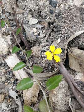 Image of Goodenia hederacea Sm.