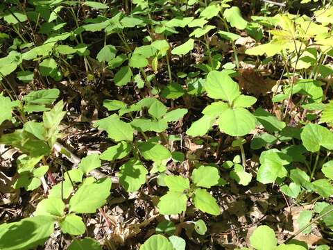 Image of jewelweed