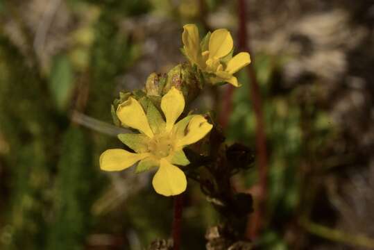 Image of clubmoss mousetail