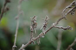 Image of Seriphidium fragrans (Willd.) Poljakov