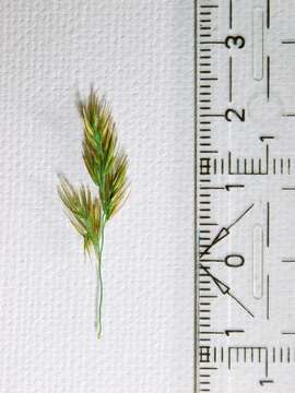 Imagem de Calamagrostis epigejos (L.) Roth