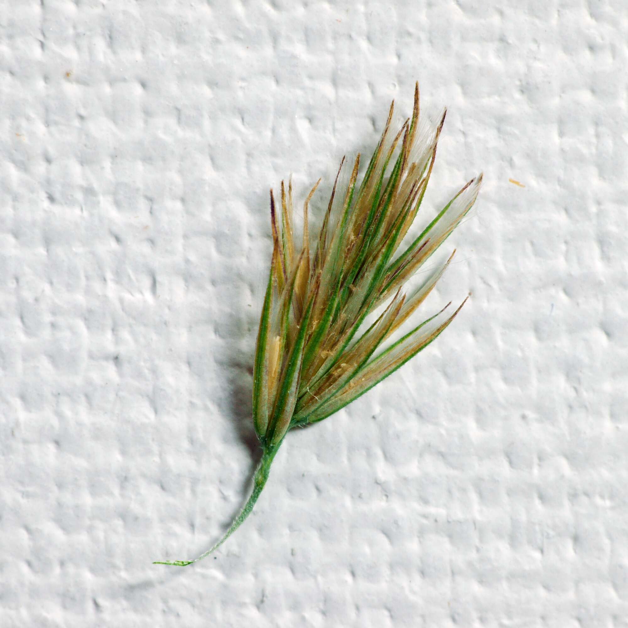 Imagem de Calamagrostis epigejos (L.) Roth