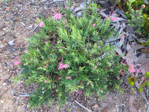 Image of Grevillea lavandulacea Schltdl.