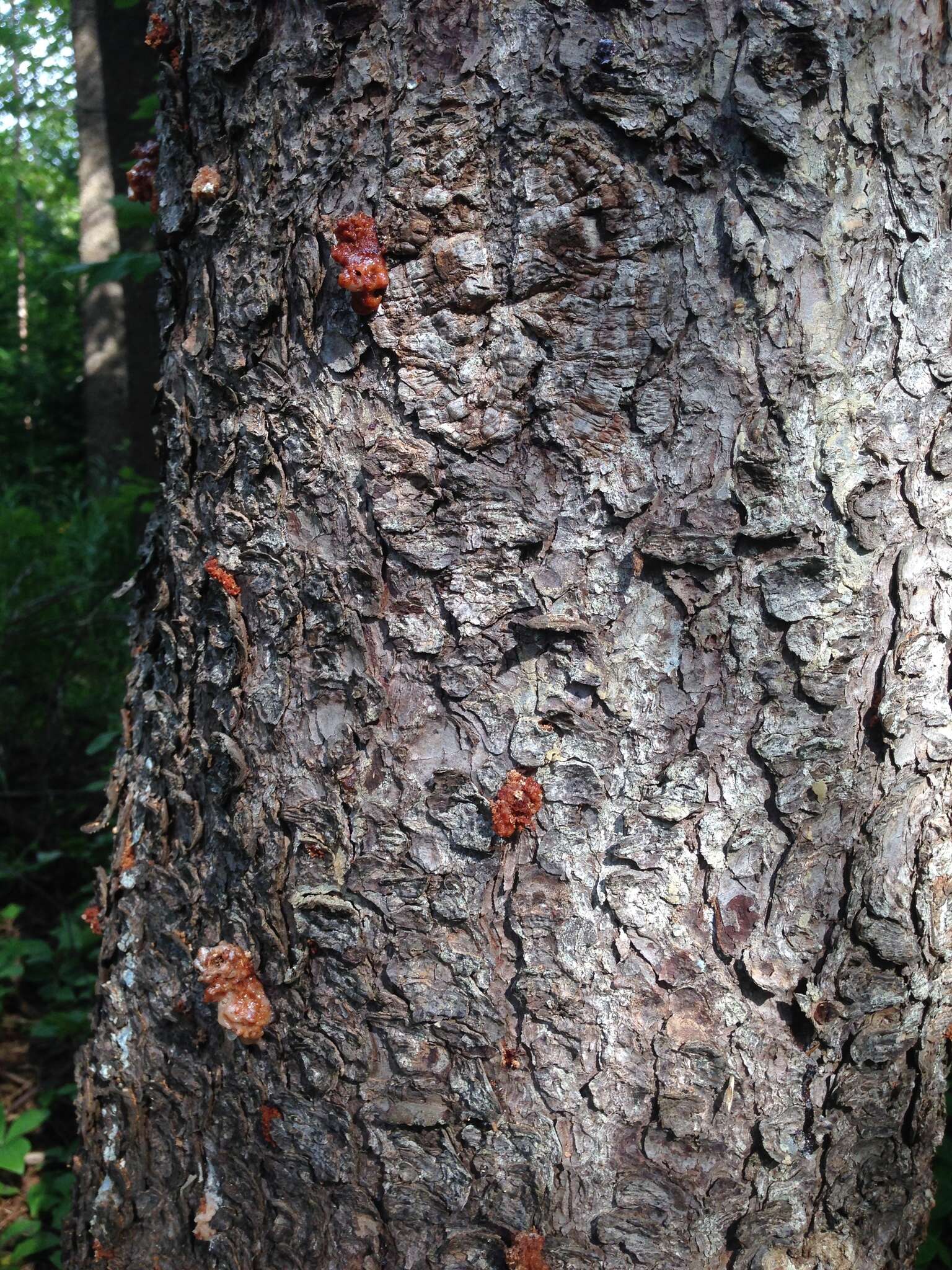 Image of Spruce Beetle