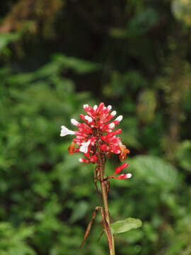 Image of Renealmia sessilifolia Gagnep.