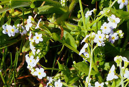 Sivun Myosotis stolonifera (DC.) Leresche & Levier kuva