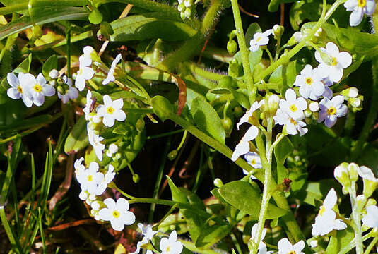 Image of Myosotis stolonifera (DC.) Leresche & Levier