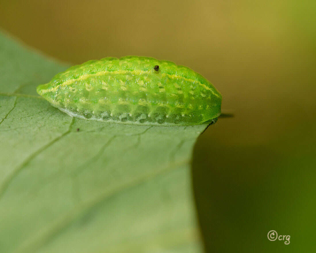 Image of Yellow-shouldered Slug Moth