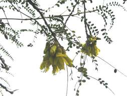 Image of Sophora cassioides (Phil.) Sparre