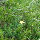 Image de Hypericum richeri subsp. grisebachii (Boiss.) Nyman