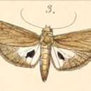Image of Imma atrosignata Felder 1861
