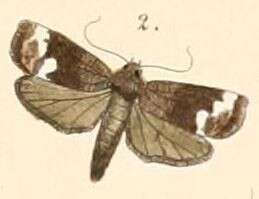 Image of Imma albofascia Felder 1861