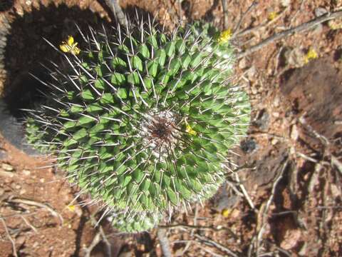 Image of Mammillaria carnea Zucc. ex Pfeiff.