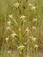 Image de Habenaria nyikana Rchb. fil.