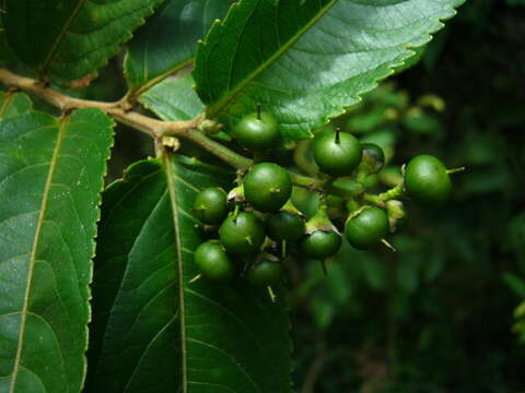 Image of Banara guianensis Aubl.