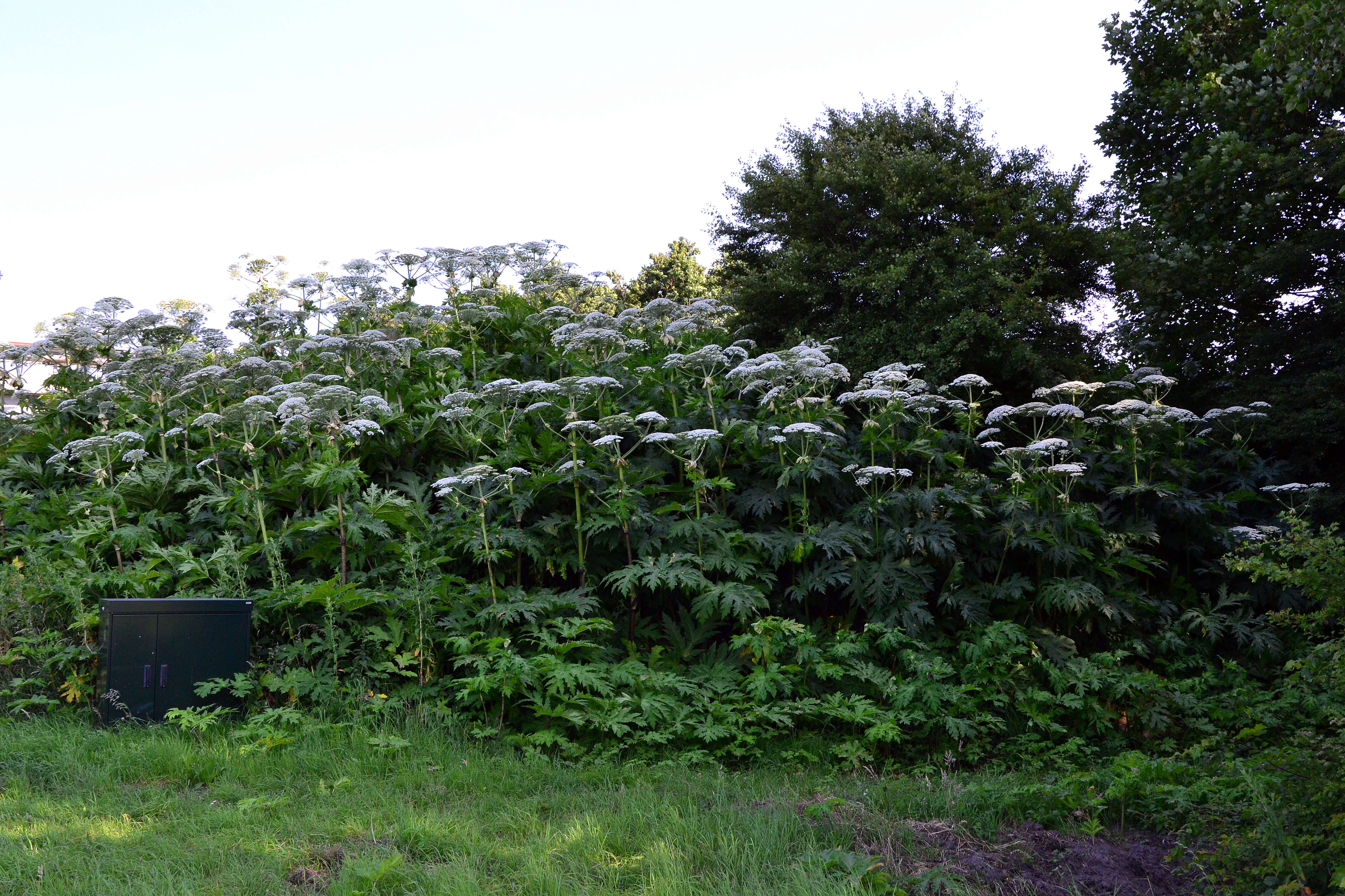 Image of Mantegazzi's Cow-Parsnip