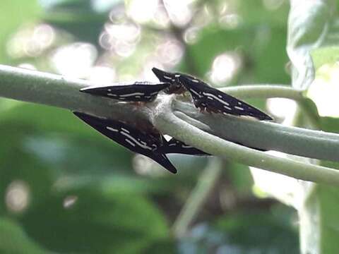 Image of Polyglypta costata Burmeister