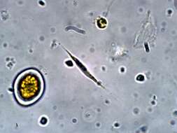 Image of Selenastraceae