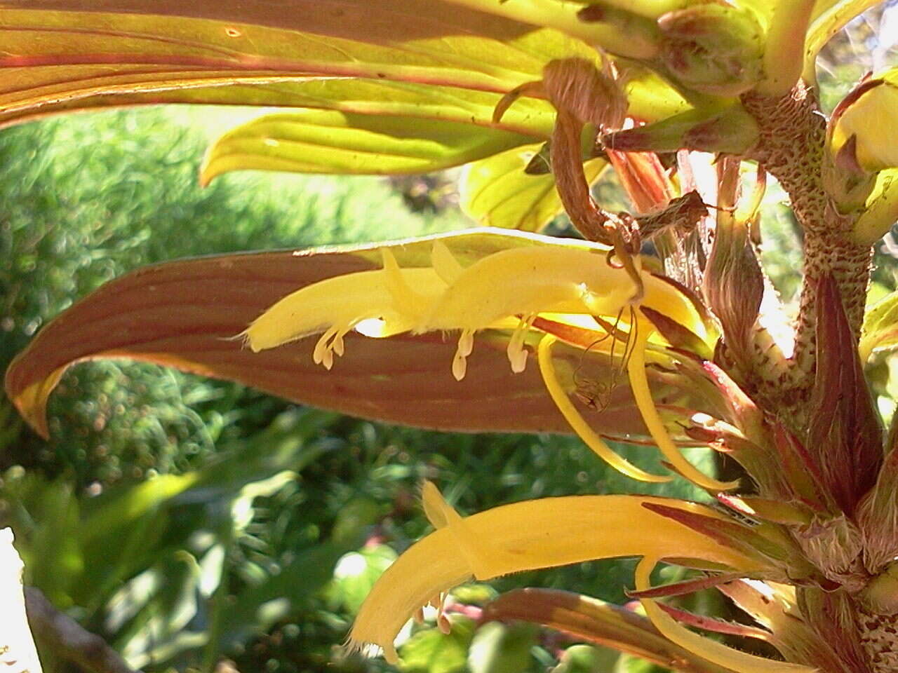 Image of Columnea verecunda C. V. Morton