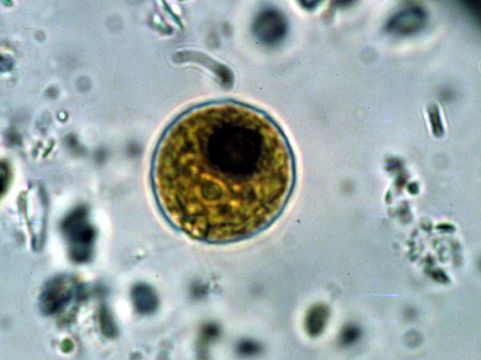 Image of Chlamydomonas
