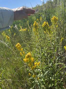 Image of Nevada Goldenrod