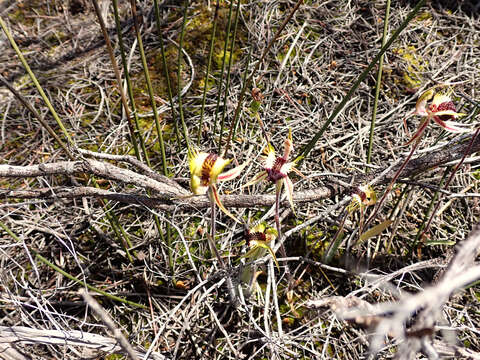 Image of Upright spider orchid