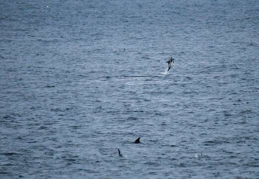 Image of White-beaked Dolphin