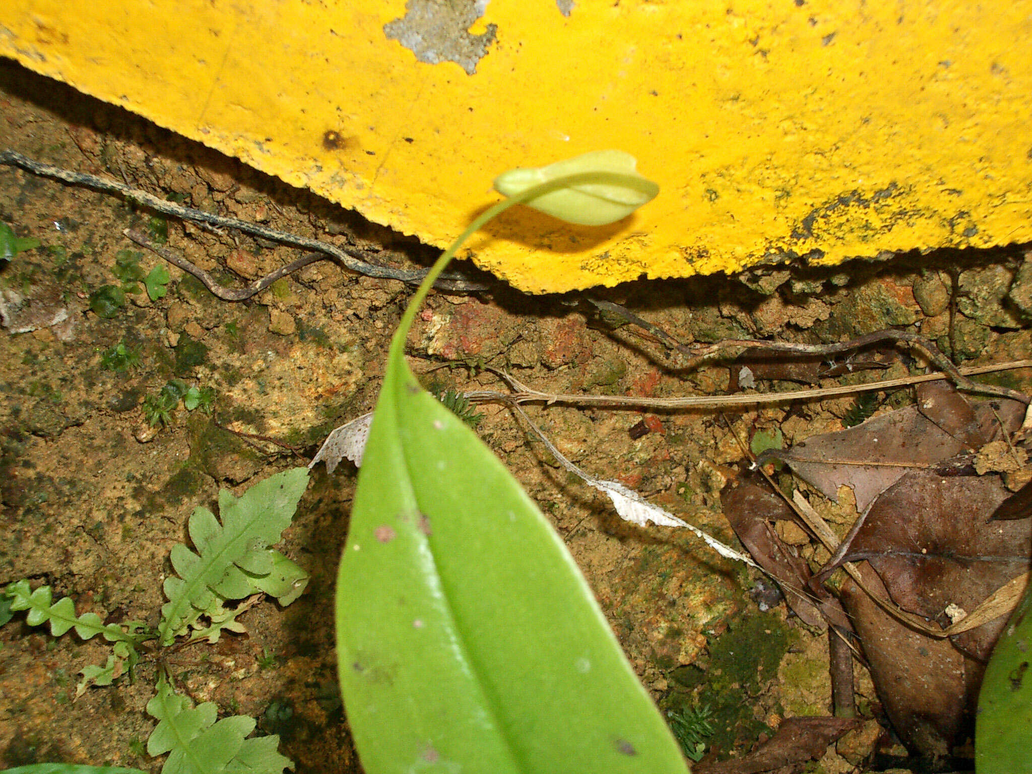 Image of Pitcher plant