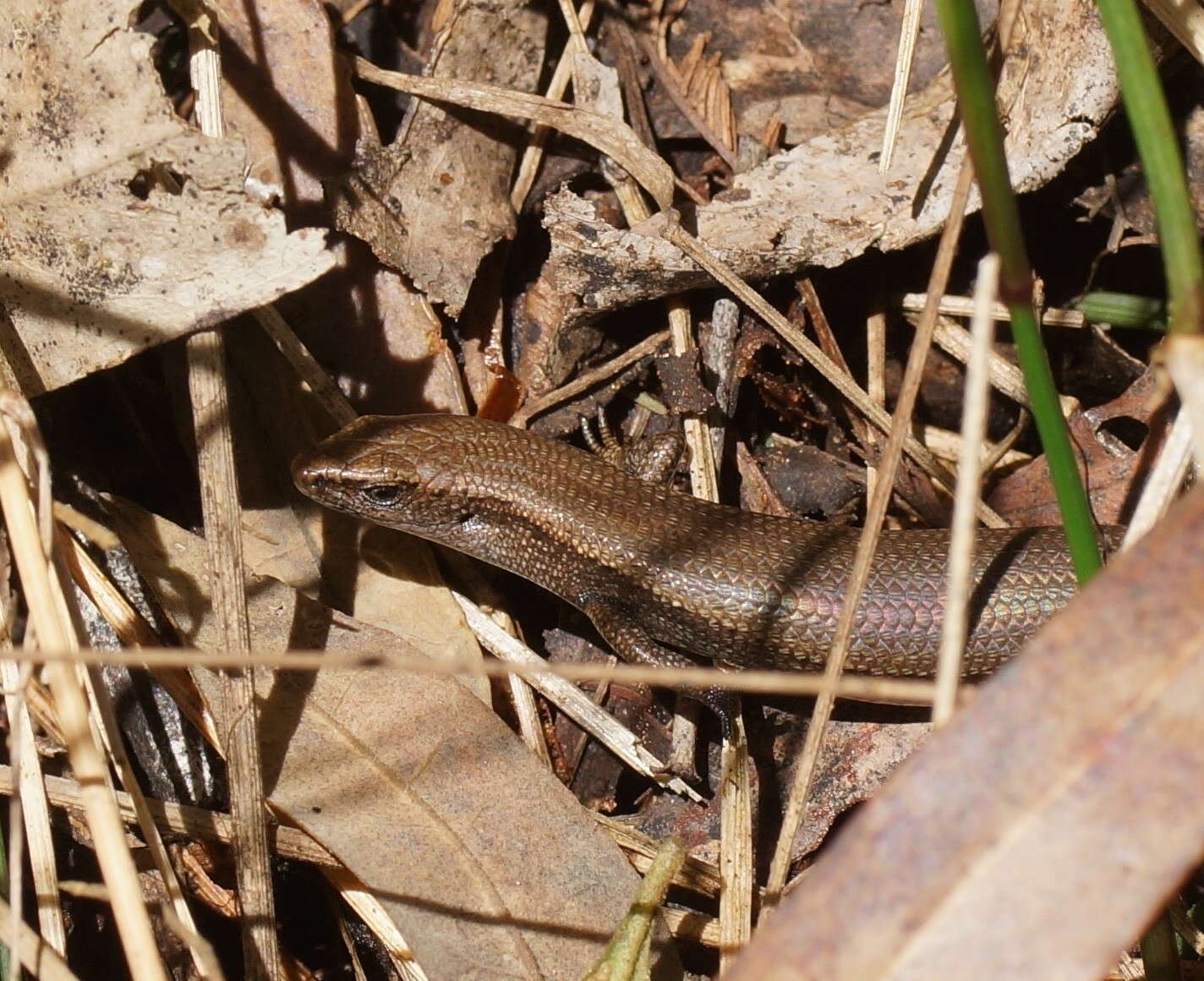 Image of Southern Forest Cool-skink