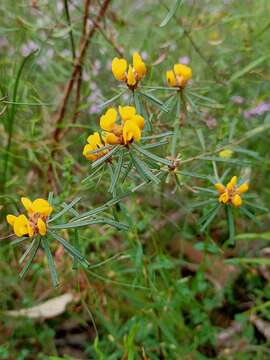 Image of Pultenaea linophylla Schrad. & Wendl.