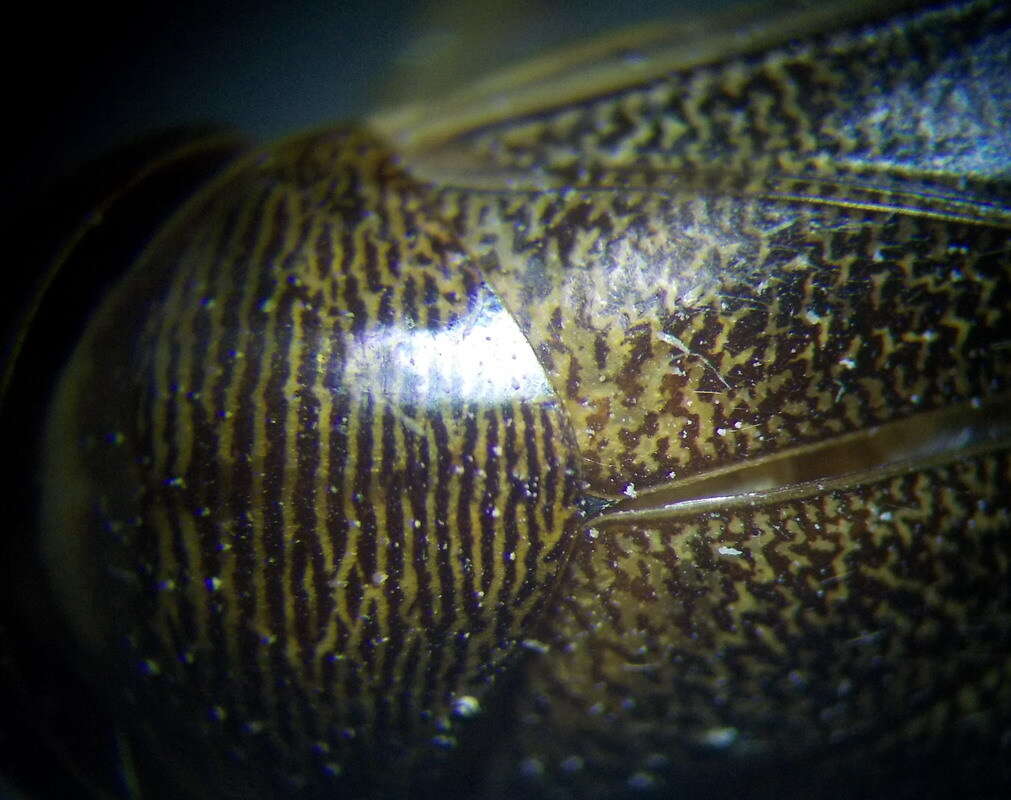 Image of Lesser water boatman
