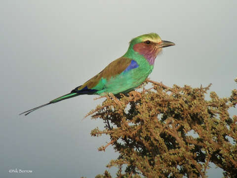 Image de Coracias caudatus lorti Shelley 1885