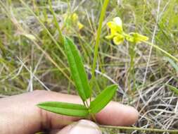 Image of Rhynchosia leucoscias Harv.